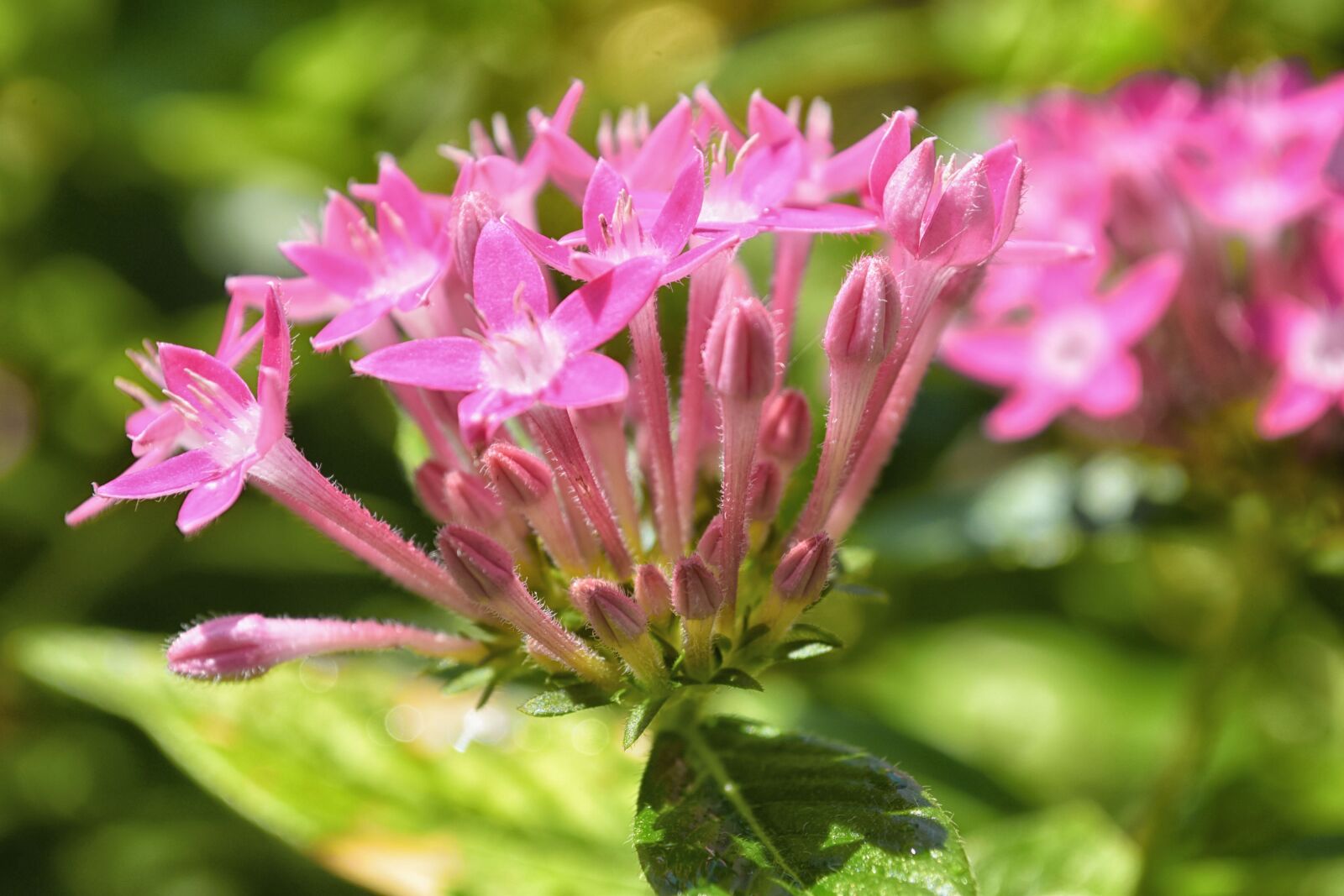 Nikon D5500 sample photo. Flower, pink, pink flowers photography