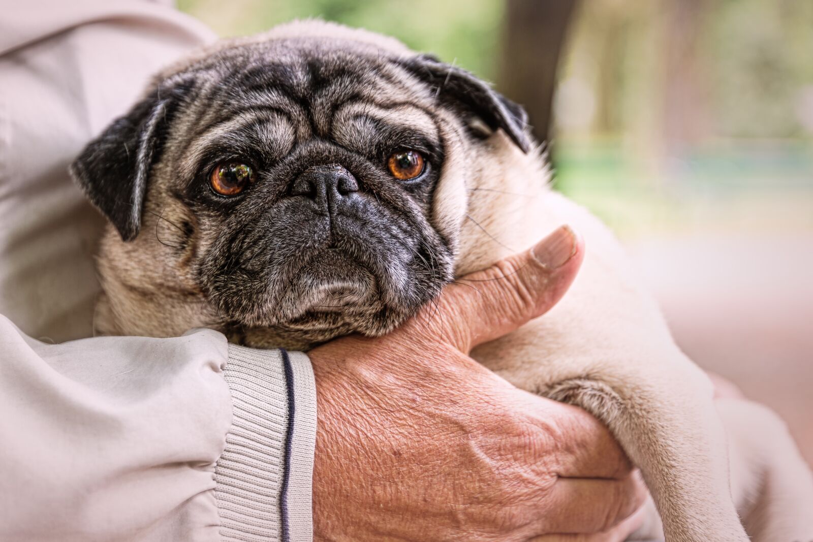 Nikon D750 sample photo. Old man, pug, park photography