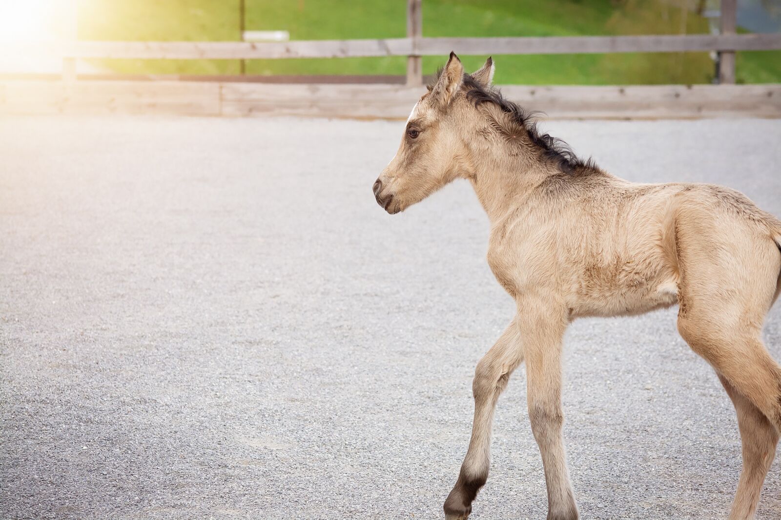 Nikon D7100 sample photo. Foal, riding pony, mare photography