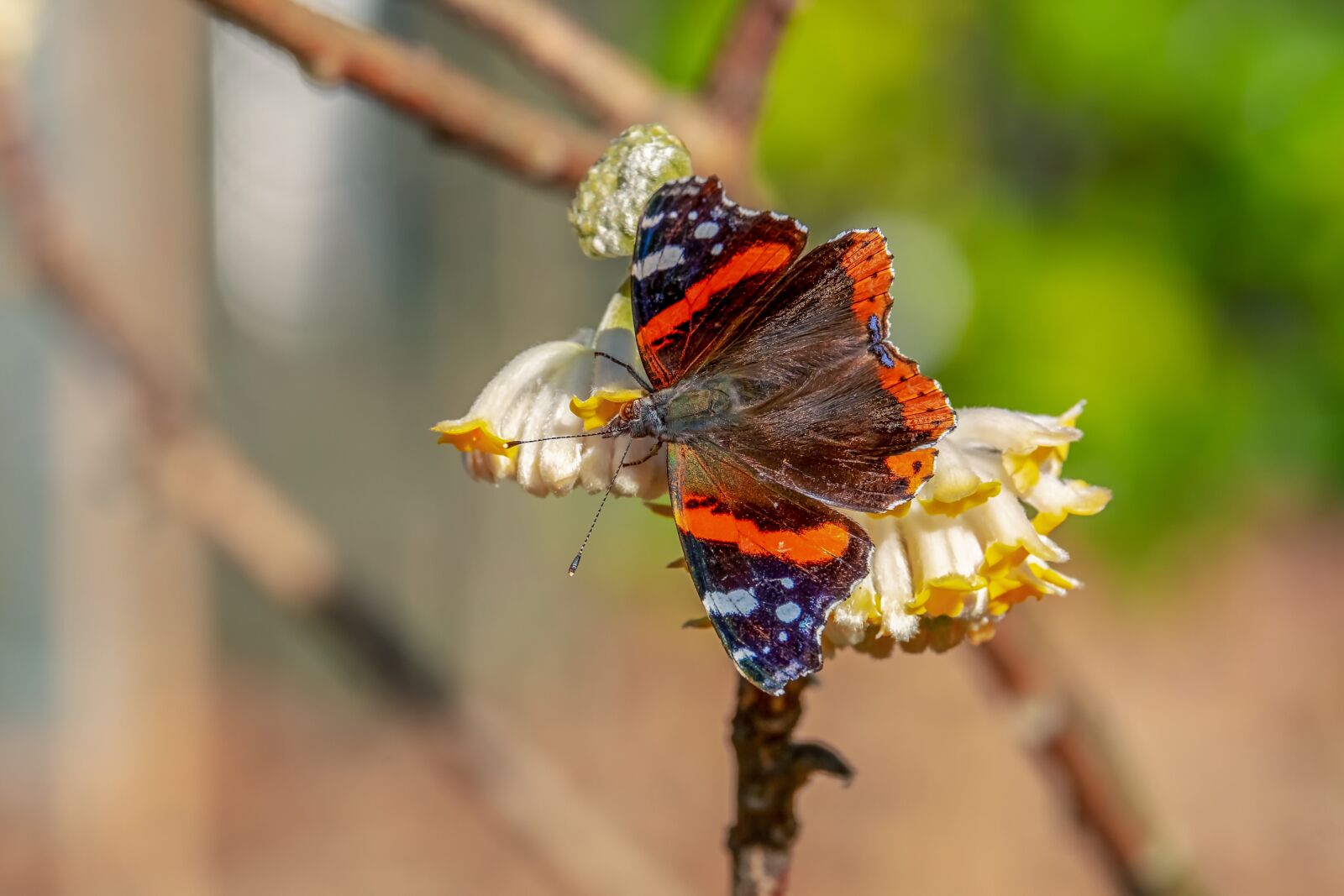 Fujifilm XF 55-200mm F3.5-4.8 R LM OIS sample photo. Butterfly, admiral, edelfalter photography