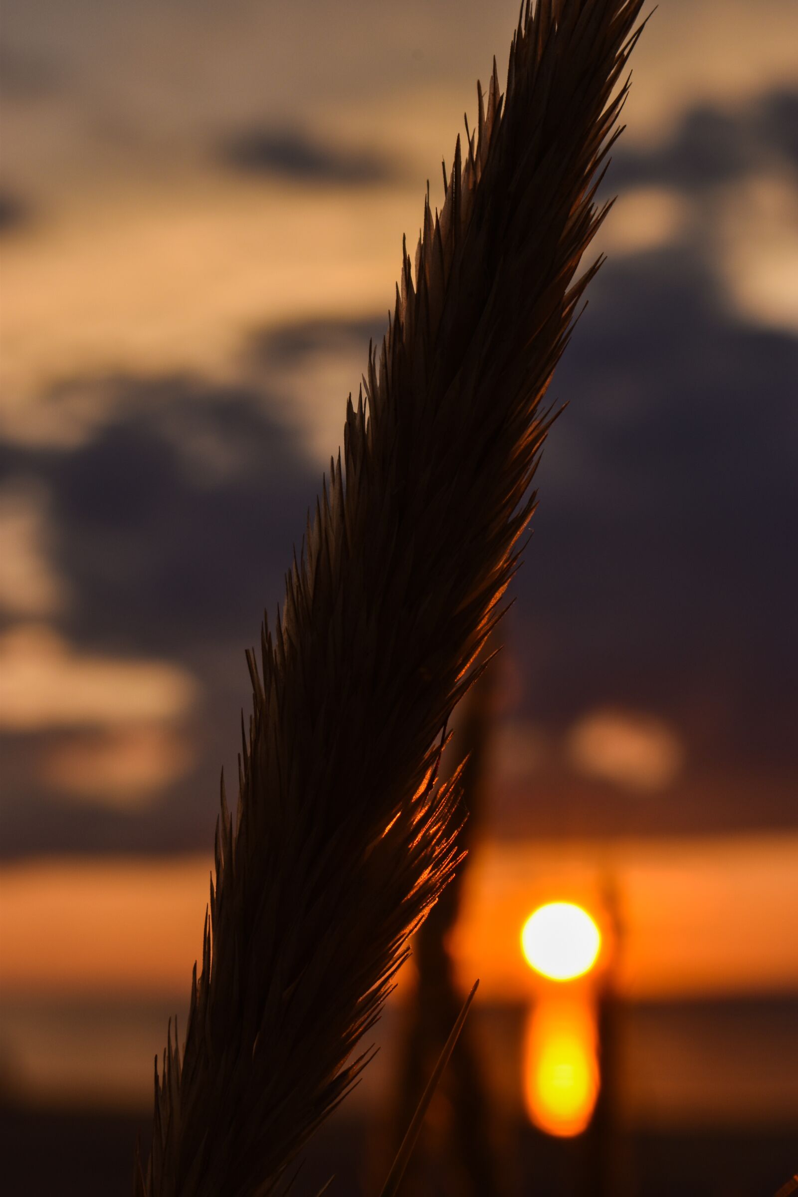 Nikon D5600 sample photo. Nature, sunset, landscape photography