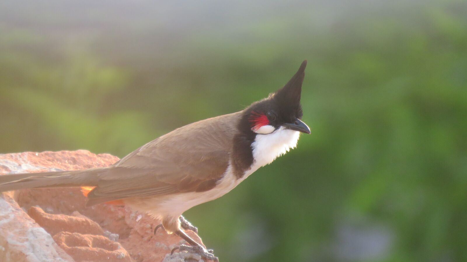 Canon PowerShot SX60 HS sample photo. Bulbull, bird, pycnonotus jocosus photography