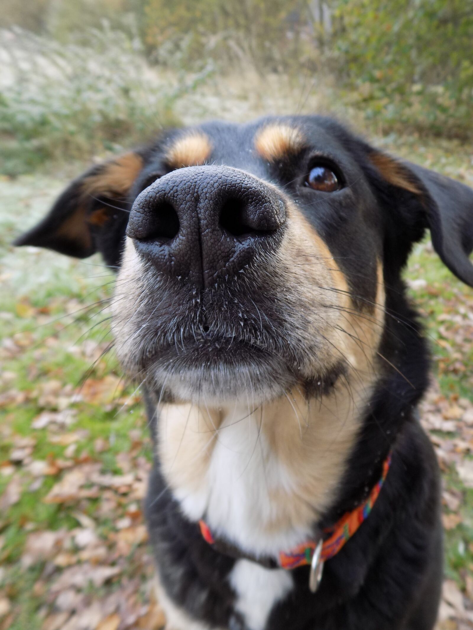 Nikon COOLPIX L340 sample photo. Dog, pet, black photography