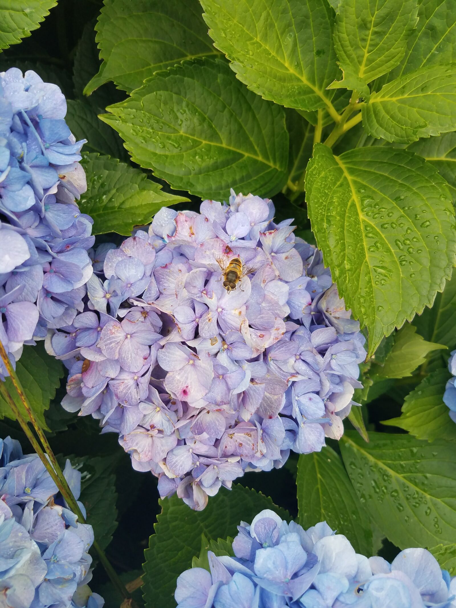 Samsung Galaxy S7 sample photo. Nature, flower, flora photography