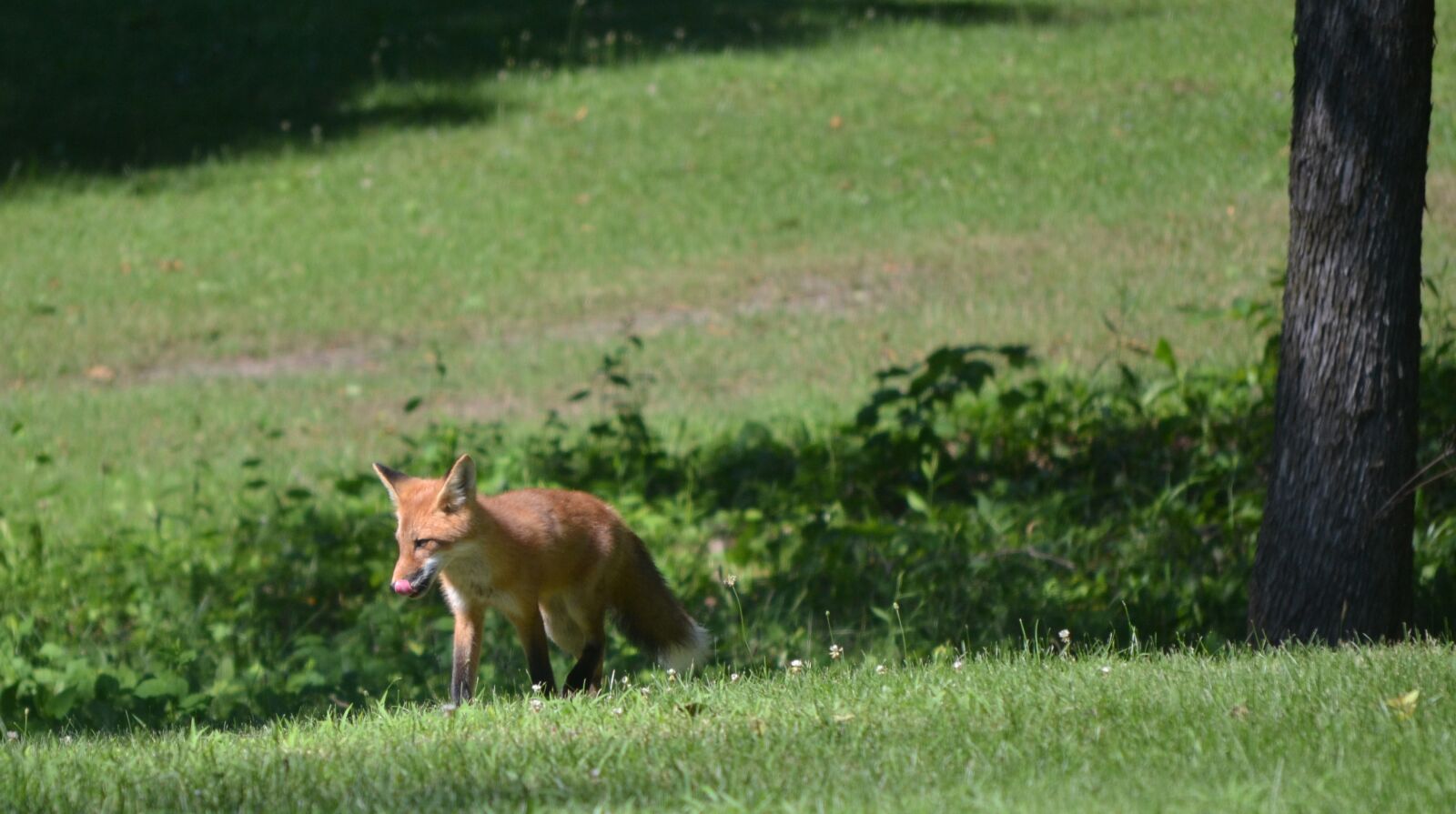 Nikon D3100 sample photo. Animal, red, fox photography