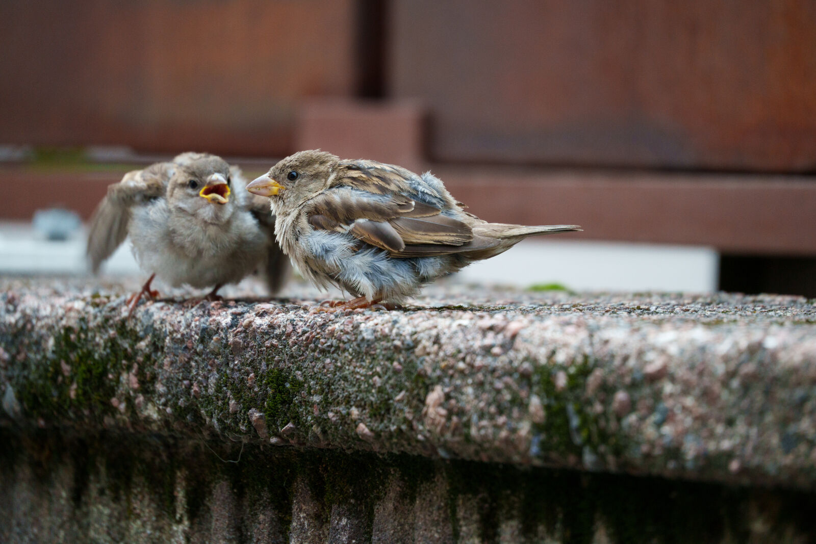 Tamron 50-300mm F4.5-6.3 Di III VC VXD sample photo. Mother and child feeding photography