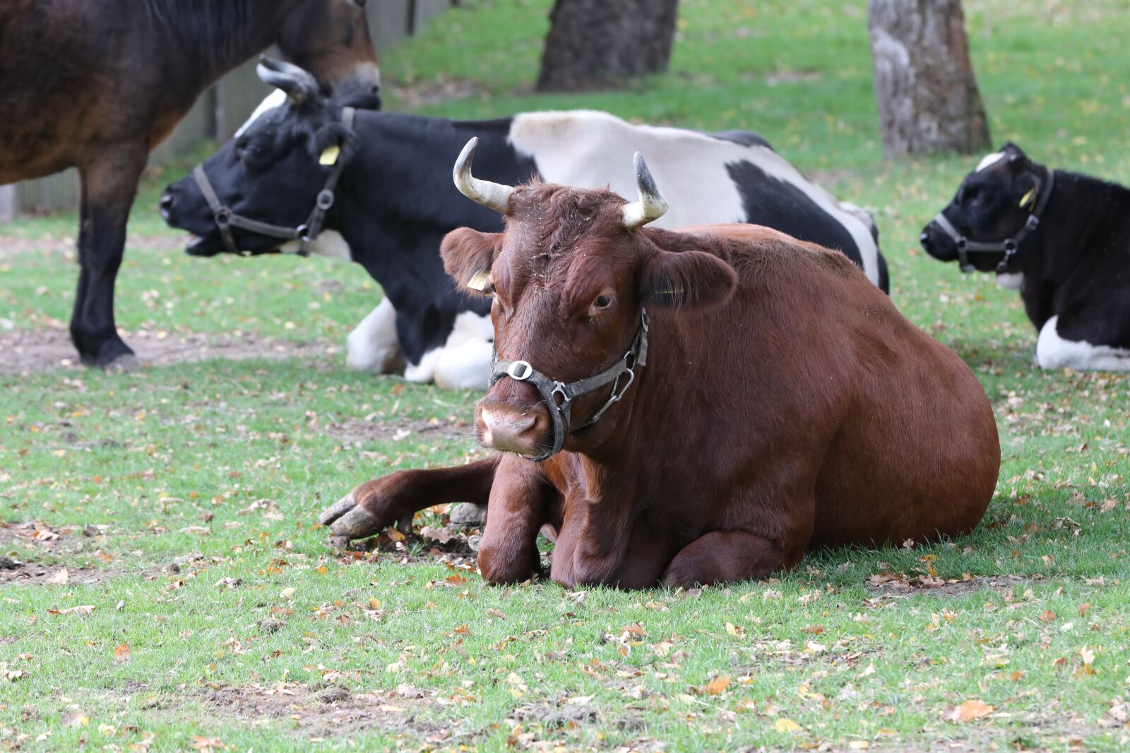 Canon EF 70-200mm F2.8L IS II USM sample photo. Cow, zoo, lying photography