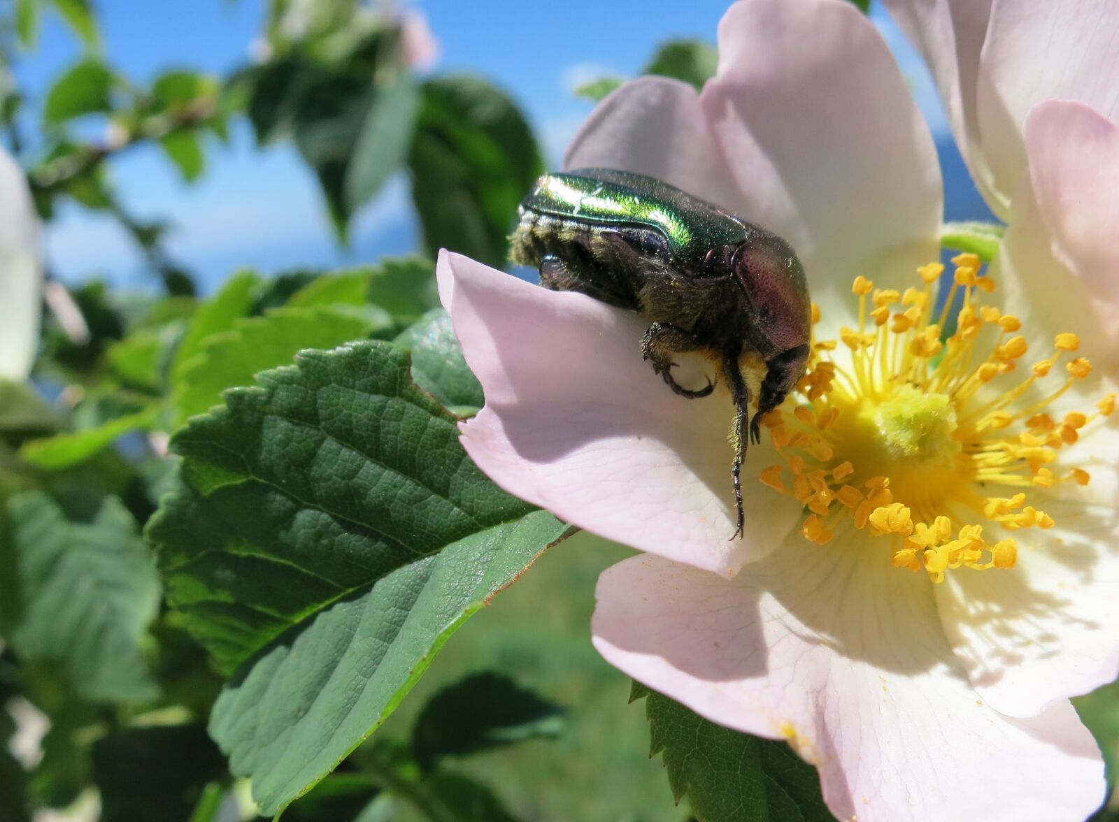 Canon PowerShot S110 sample photo. Insect, blossom, bloom photography
