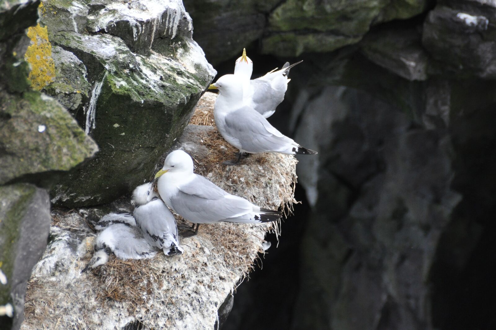 Nikon D90 sample photo. Gulls, box wall, birds photography