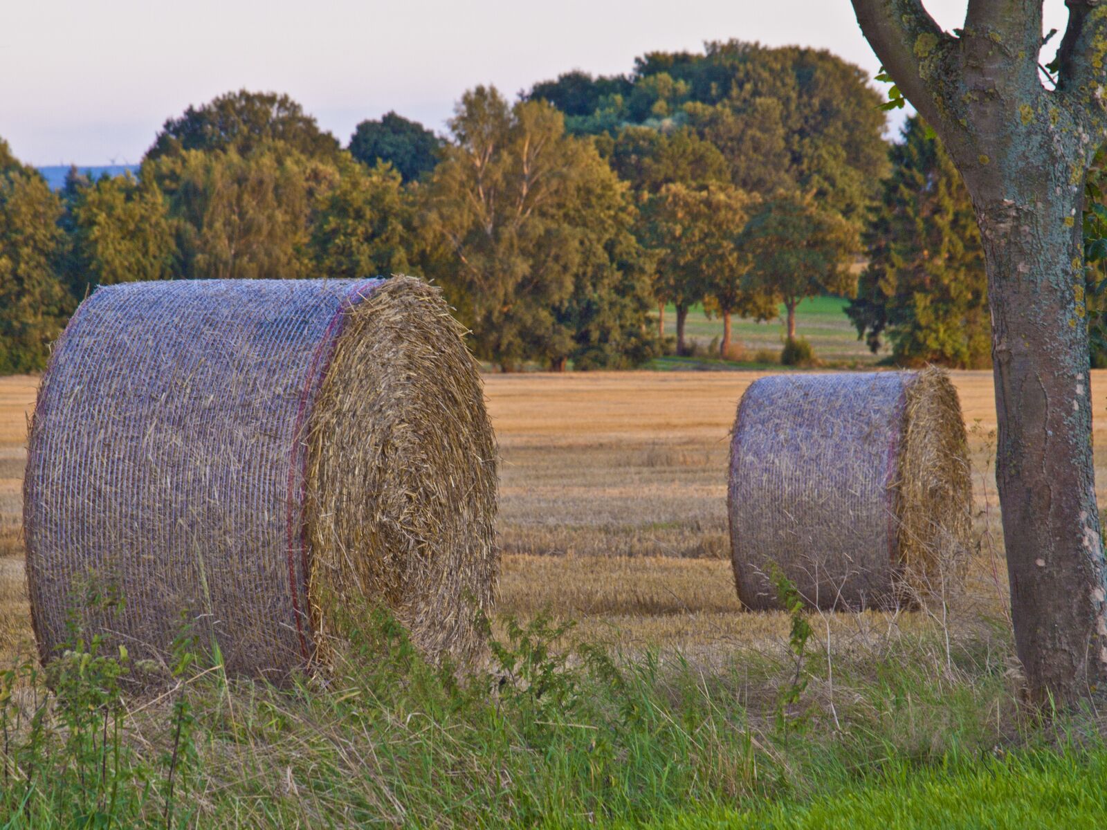Olympus E-420 (EVOLT E-420) sample photo. Straw, field, harvest photography