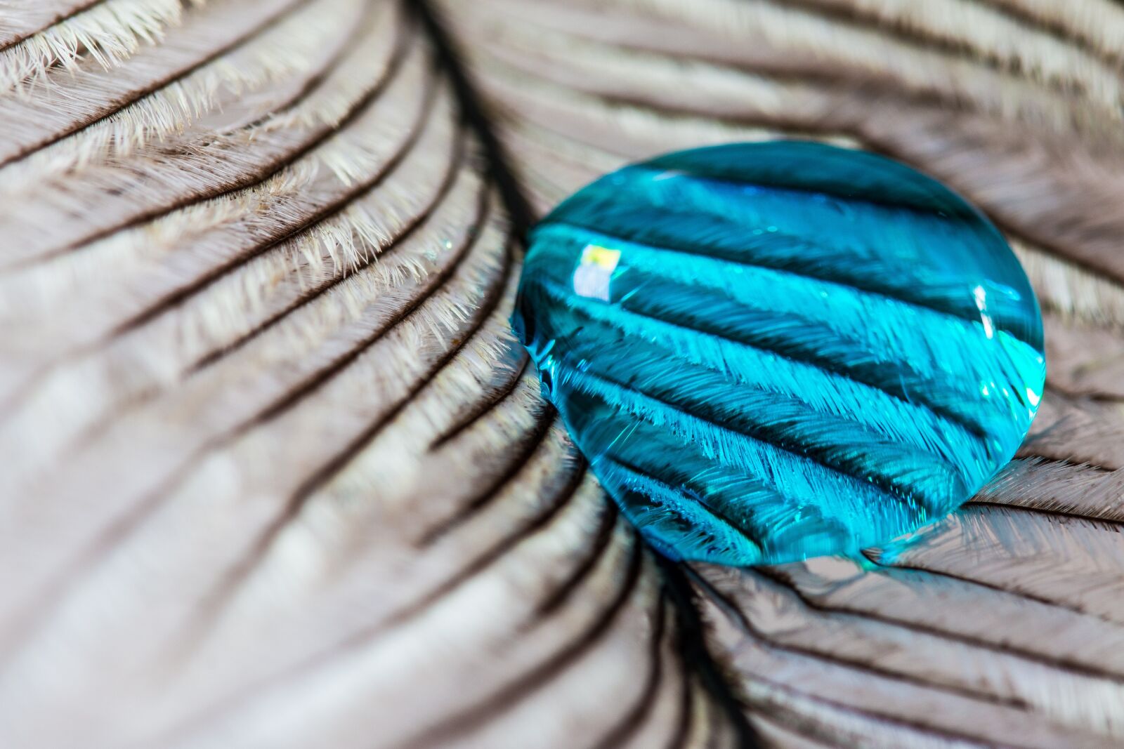 Canon EOS 70D sample photo. Ostrich feather, drip, feather photography