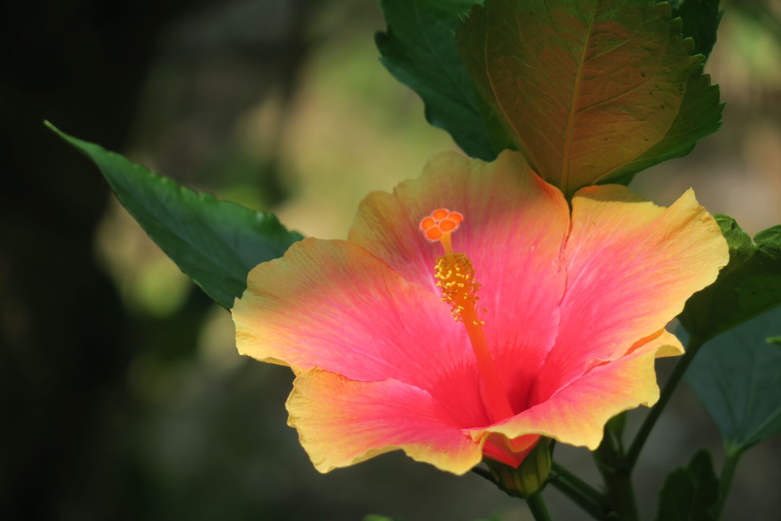 Canon PowerShot G3 X sample photo. Hibiscus, plant, flower photography