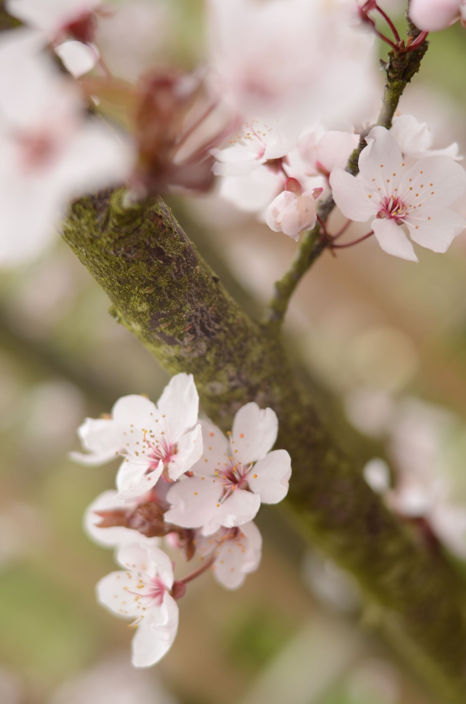 Nikon D5100 sample photo. Cherry, cherries, tree photography