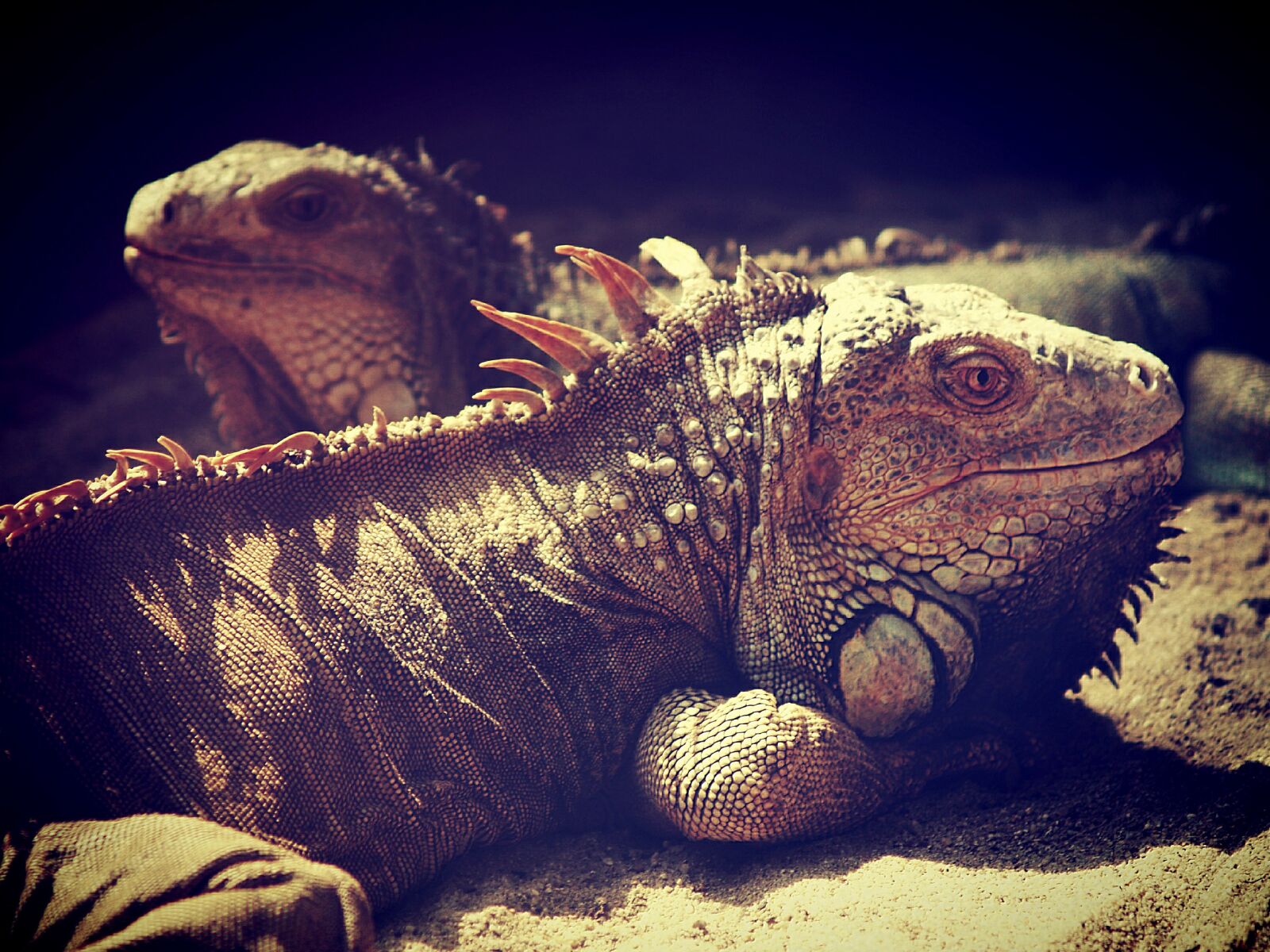 Olympus E-300 (EVOLT E-300) sample photo. Iguana, lizard, dragon photography