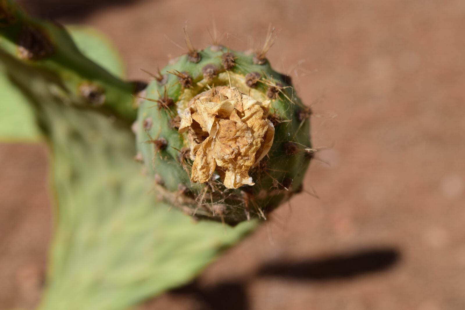Nikon D3300 sample photo. Cactus, prickly pear, cactus photography