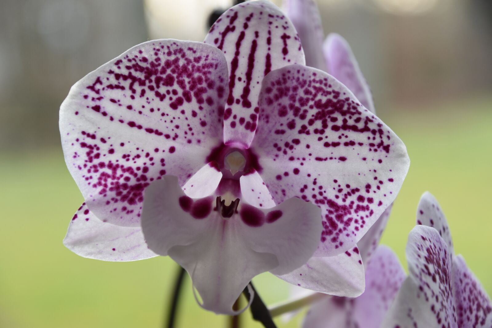 Nikon D5600 sample photo. Orchid, nature, plant photography