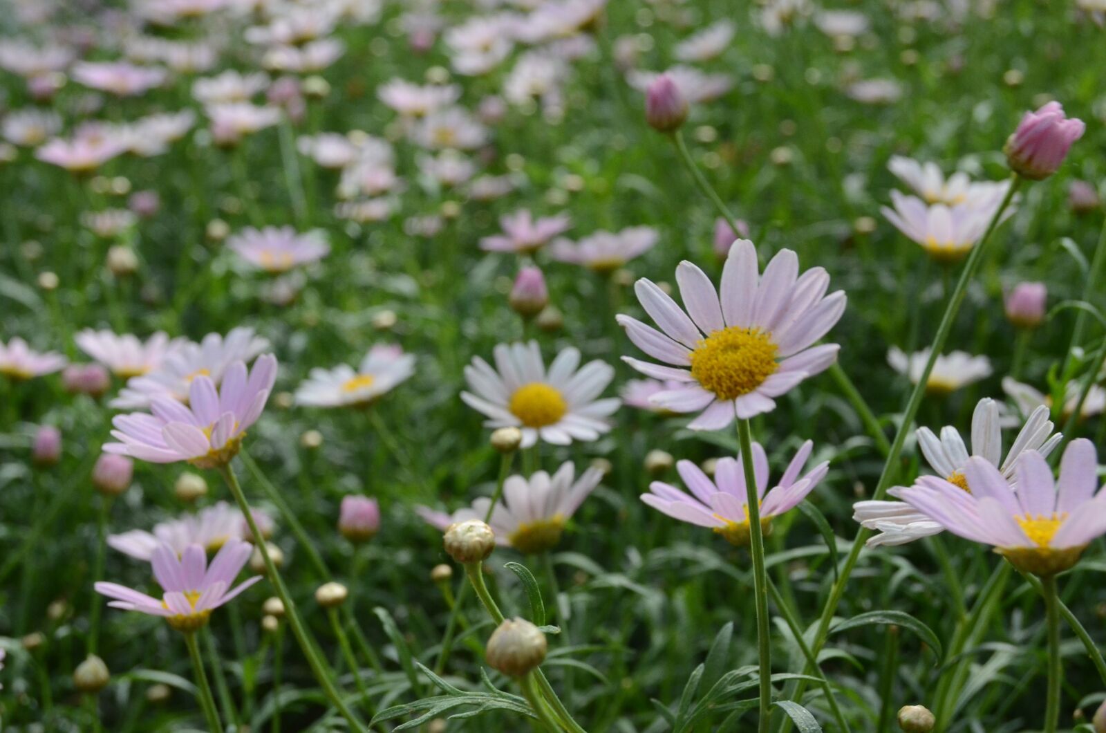 Nikon D7000 sample photo. Nature, flower, summer photography
