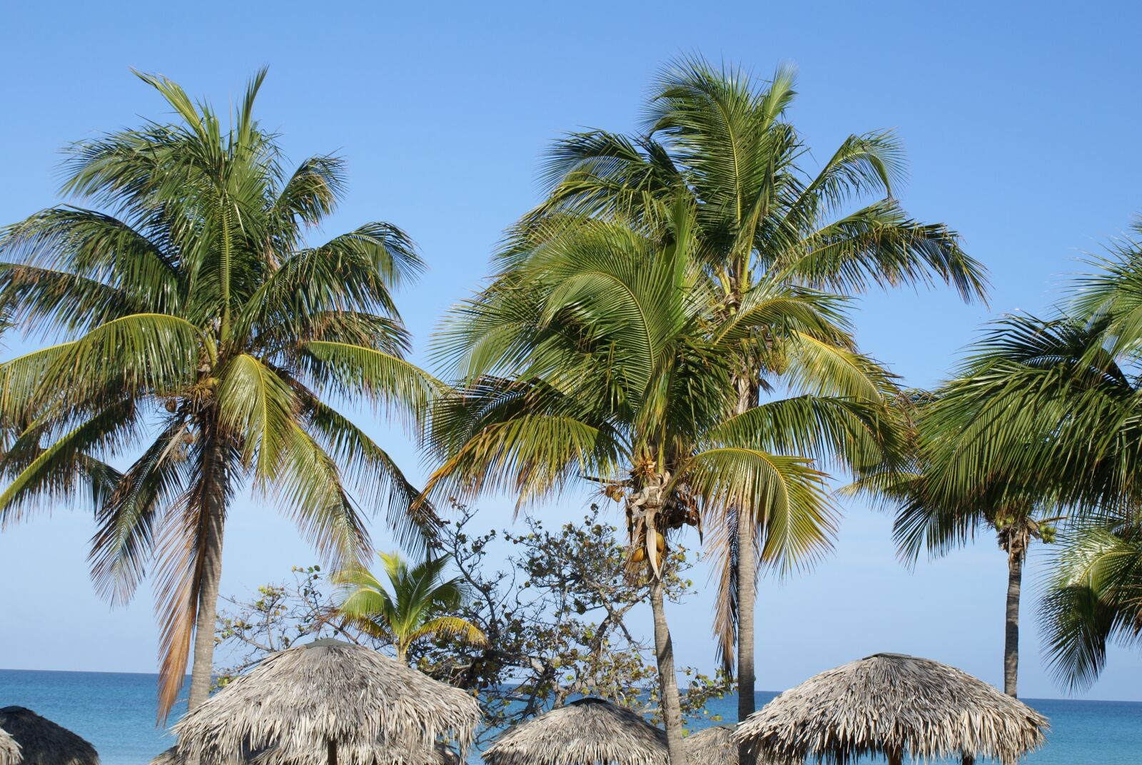 Sony Alpha DSLR-A100 sample photo. Cuba, varadero, palm trees photography