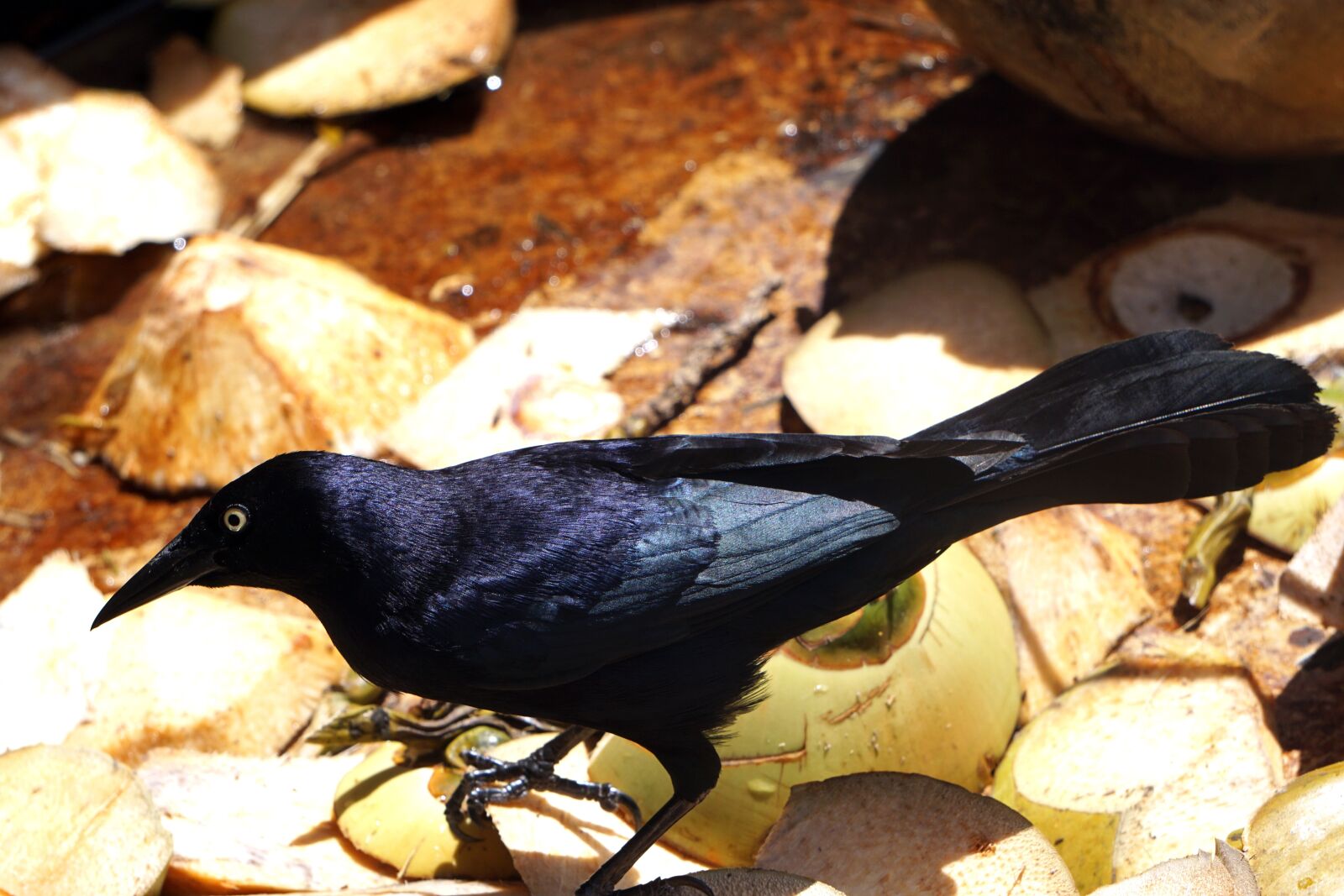 Sony E 55-210mm F4.5-6.3 OSS sample photo. Bird, black, troepiaal photography