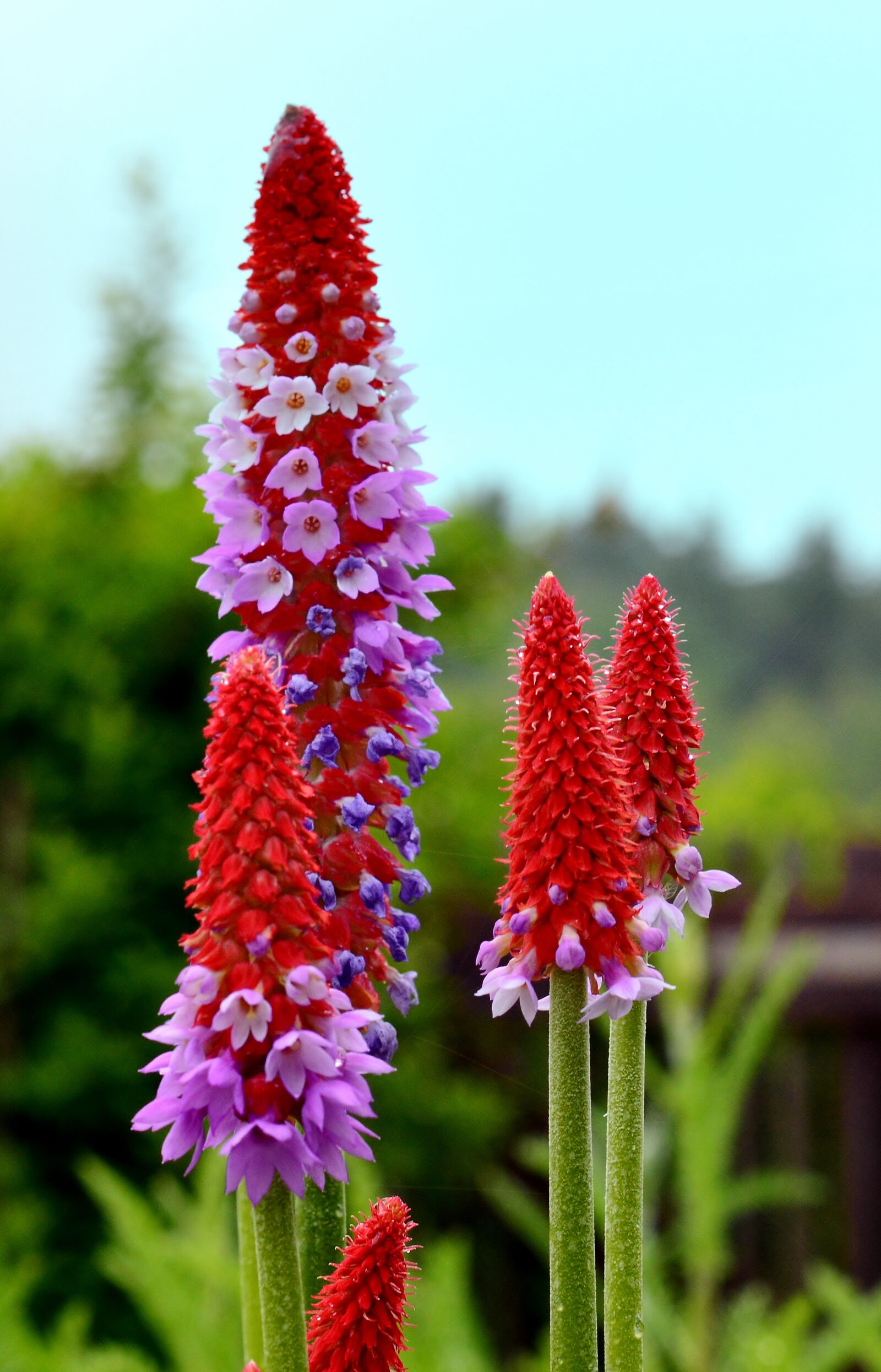 Nikon D5200 sample photo. Orchid primrose, blossom, bloom photography