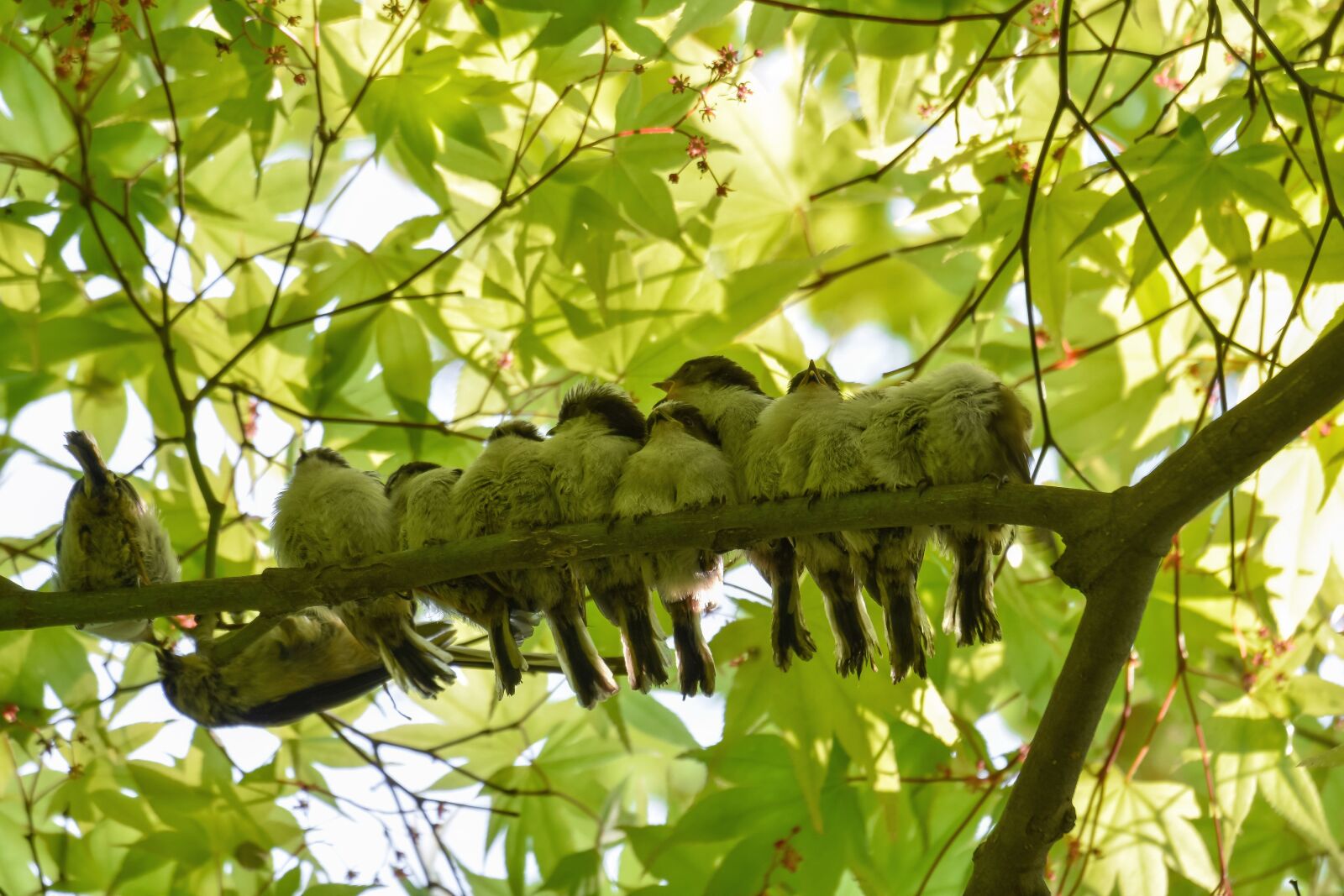 Nikon D7200 sample photo. Animal, forest, wood photography