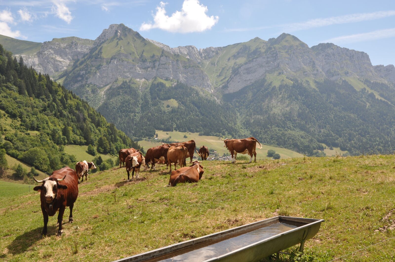 Nikon D90 sample photo. Alps, cows, mountain photography