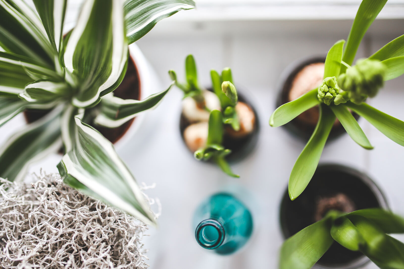 Canon EOS 6D + Sigma 35mm F1.4 DG HSM Art sample photo. Top, view, of, houseplants photography