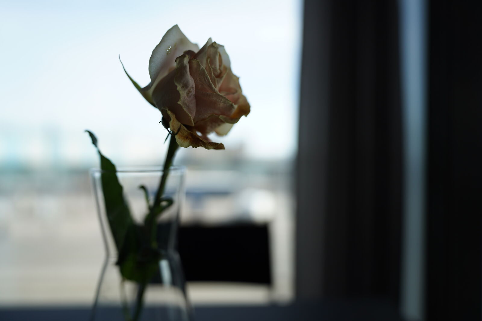 Sony a7R IV sample photo. Rose for lunch photography
