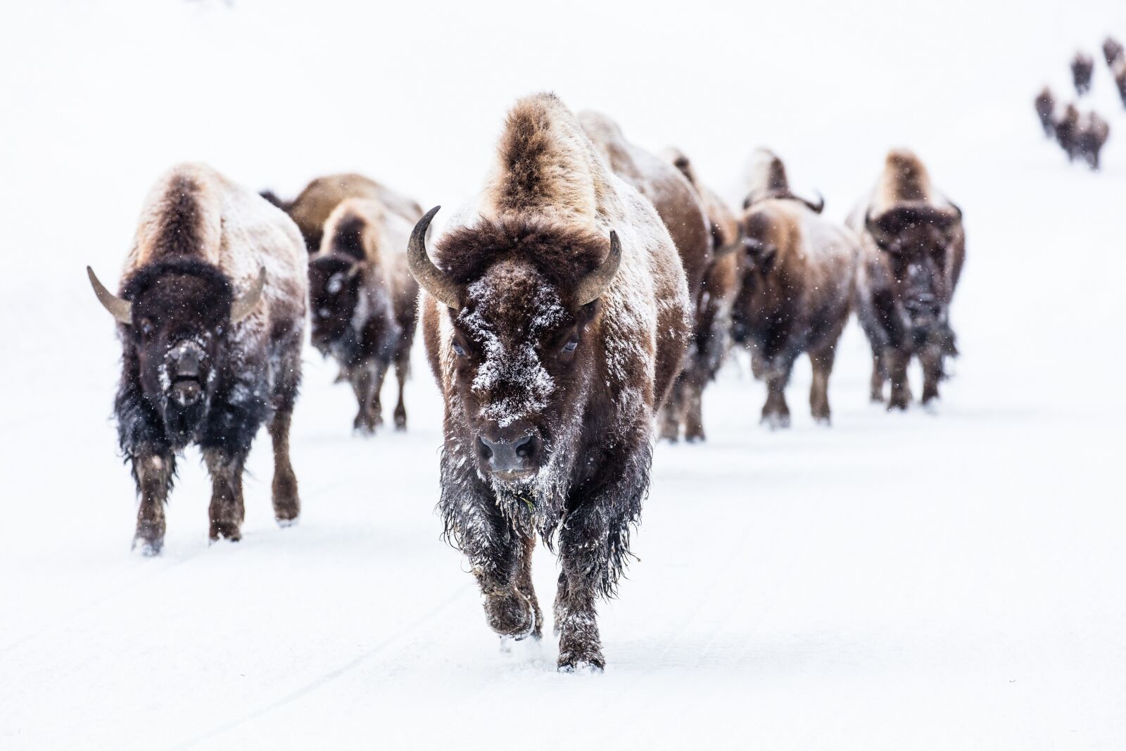 Canon EOS 5DS + Canon EF 100-400mm F4.5-5.6L IS II USM sample photo. Bison, buffalo, group photography
