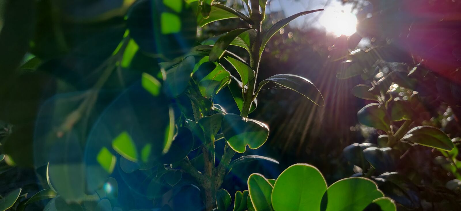 OnePlus 6T sample photo. Morning, leaves, sun photography