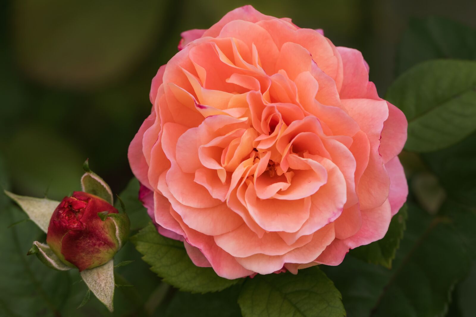 Canon EOS 7D Mark II sample photo. Nature, garden, flowers photography