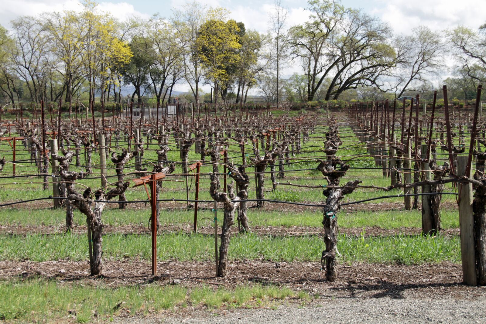 Canon EOS 7D sample photo. Vineyard, napa, valley photography