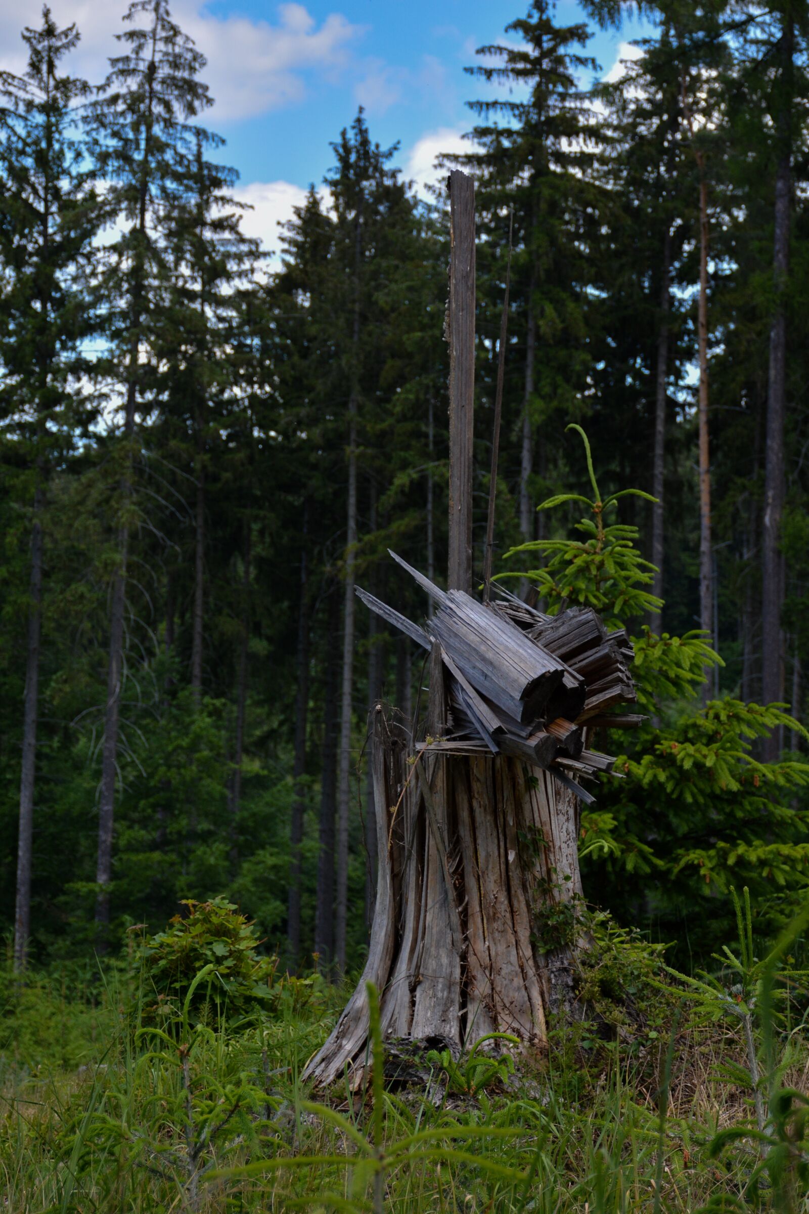 Nikon D5200 sample photo. Tree, old, rozpadnutý photography