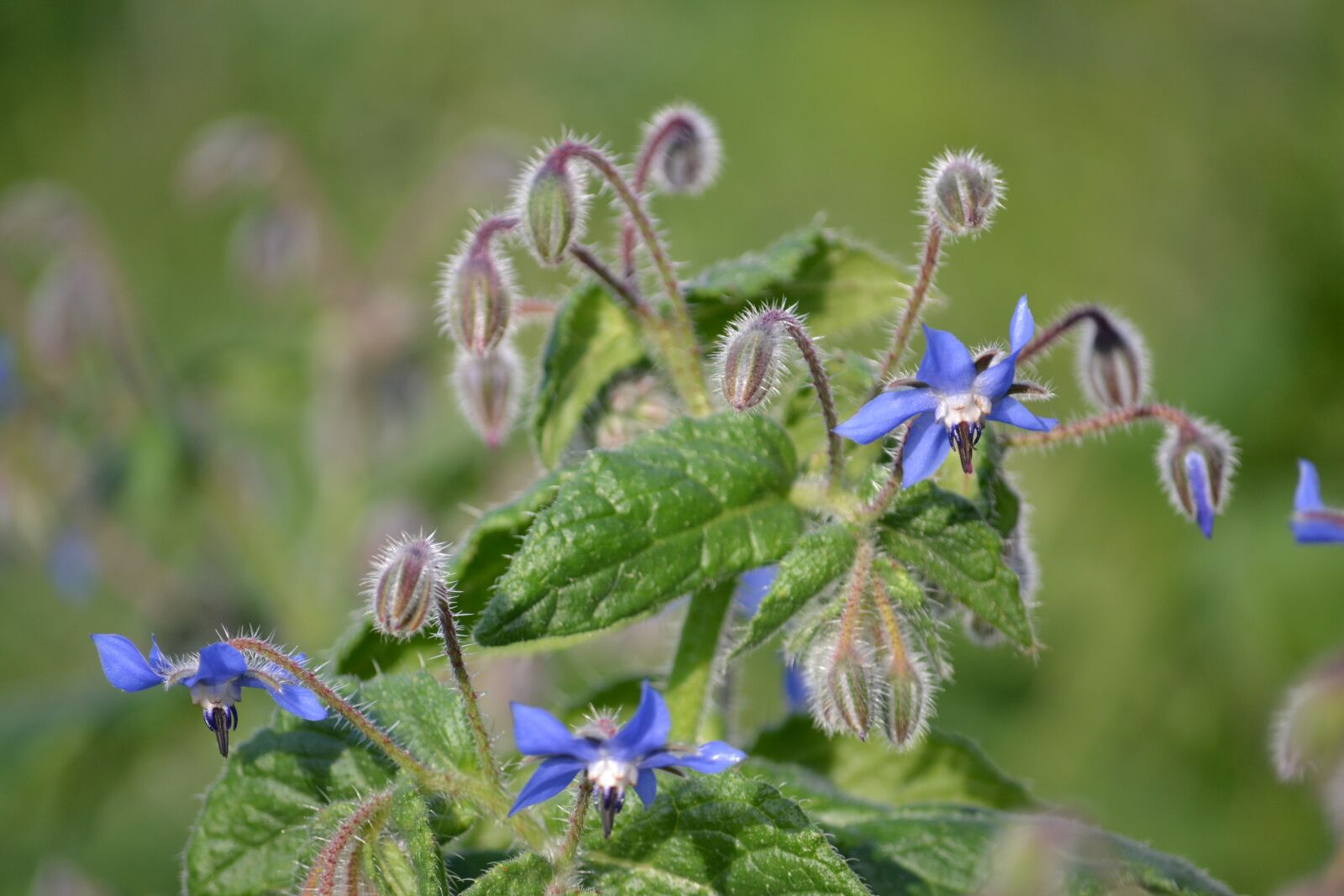 Nikon D3100 sample photo. Flower, flowers of the photography