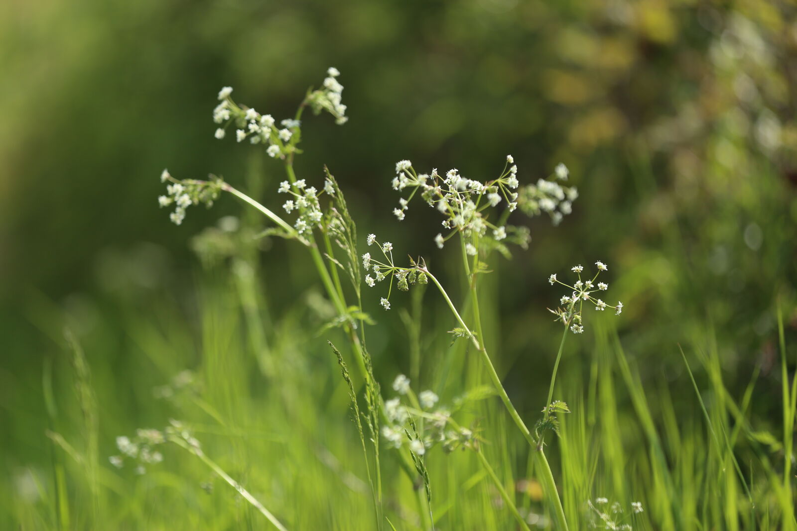 Canon EOS 6D sample photo. Flower, green, nature, nature photography