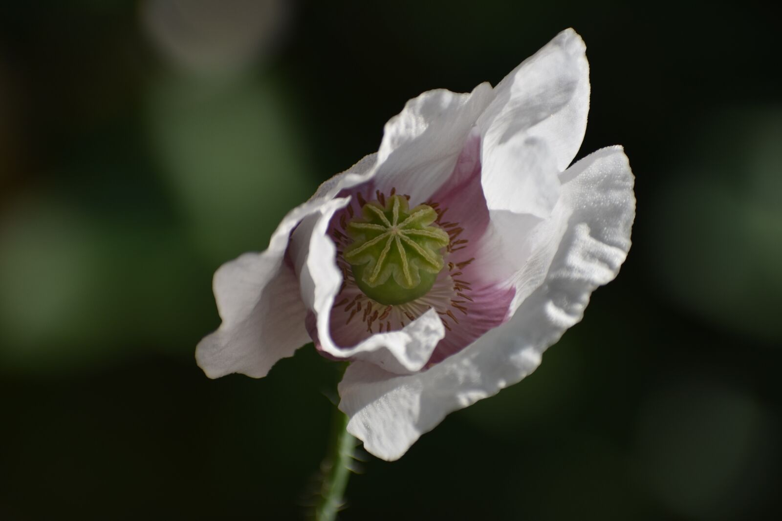 Nikon D3400 sample photo. Mack, white, flower photography