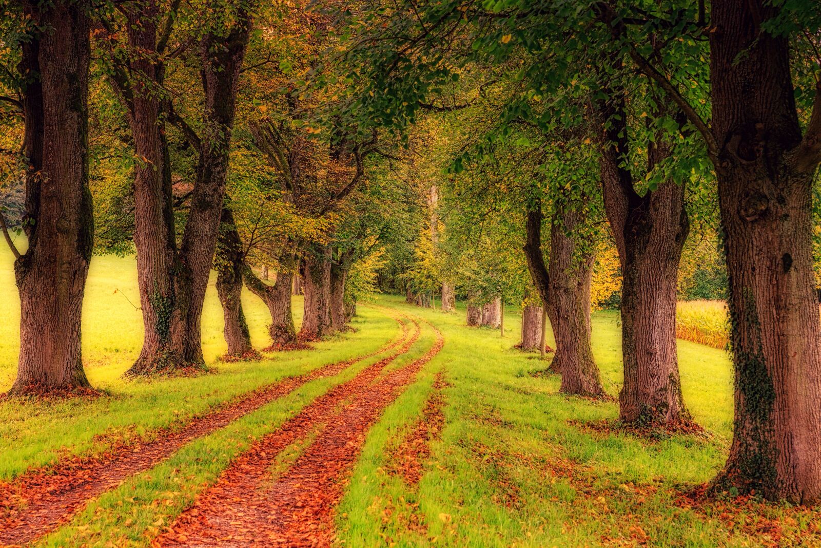 Canon EOS 5D sample photo. Tree, avenue, nature photography