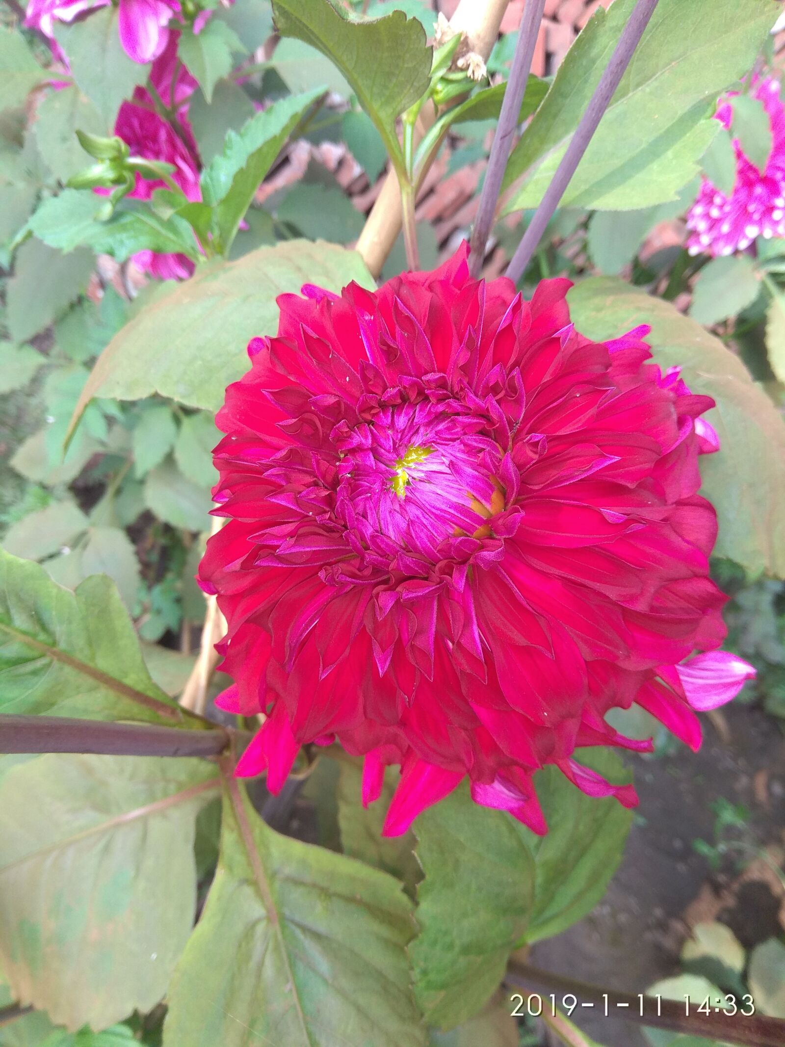 Xiaomi Redmi Note 4 sample photo. Beautiful flower, red flower photography