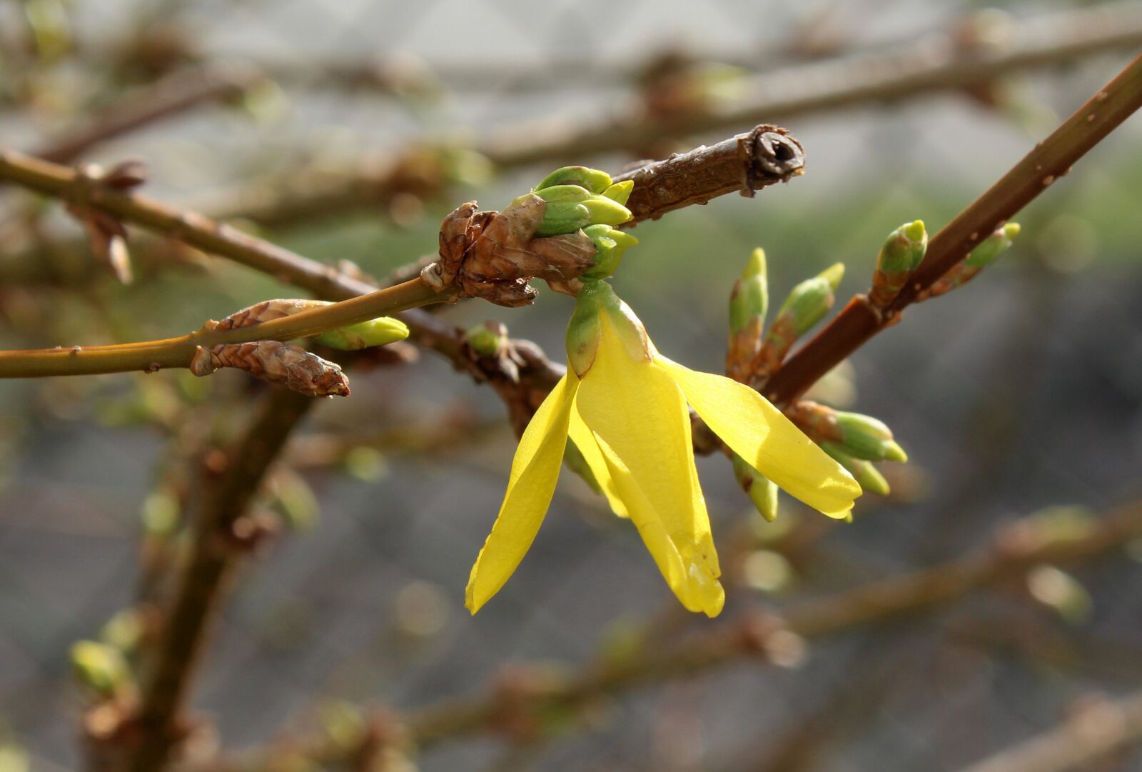 Canon EOS 1200D (EOS Rebel T5 / EOS Kiss X70 / EOS Hi) sample photo. Forsycje, bush, hedge photography