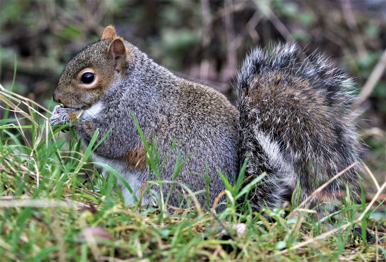 Canon EOS 7D Mark II sample photo. Squirrel, nature, bench photography