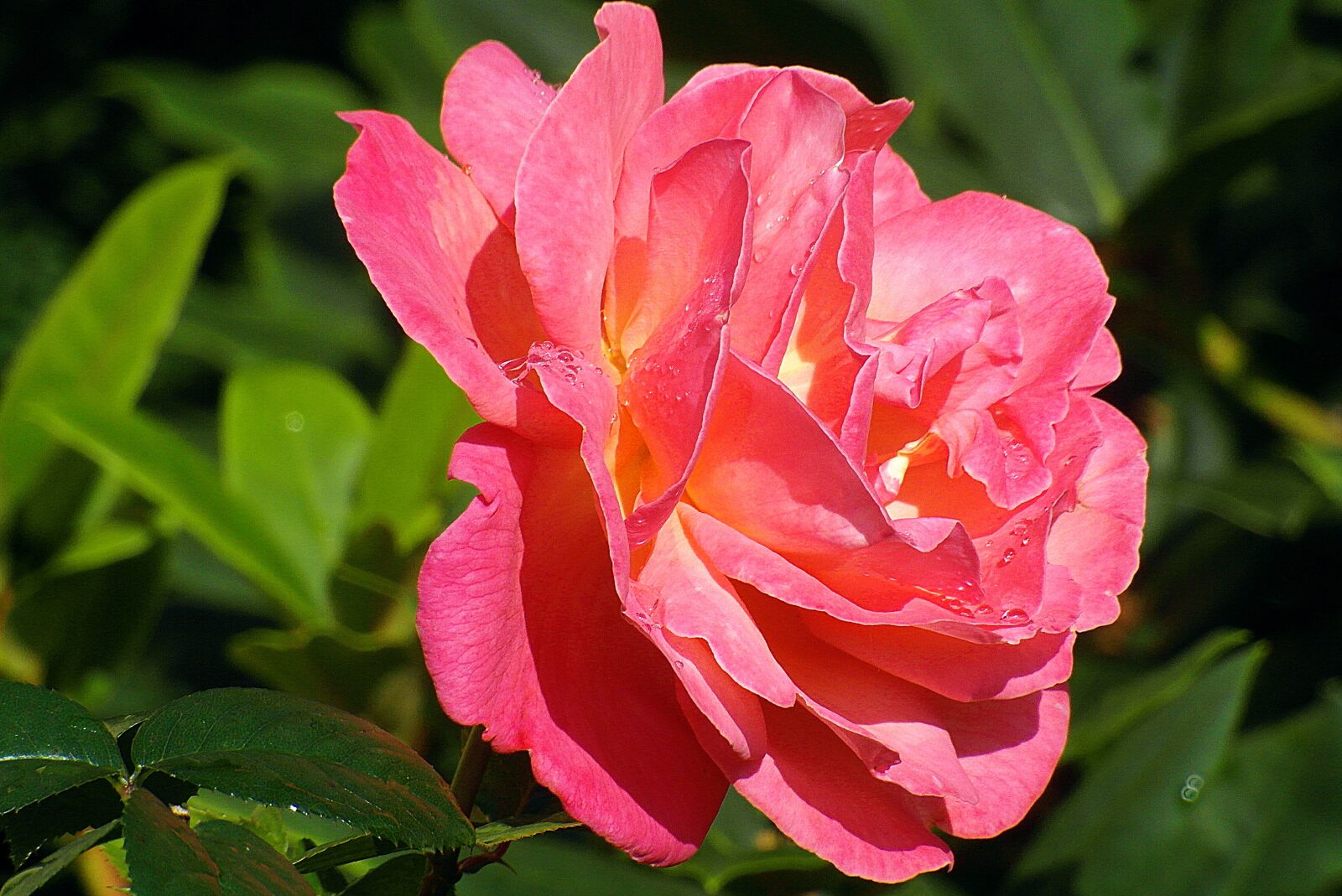 Samsung WB750 sample photo. Rose, flower, garden photography