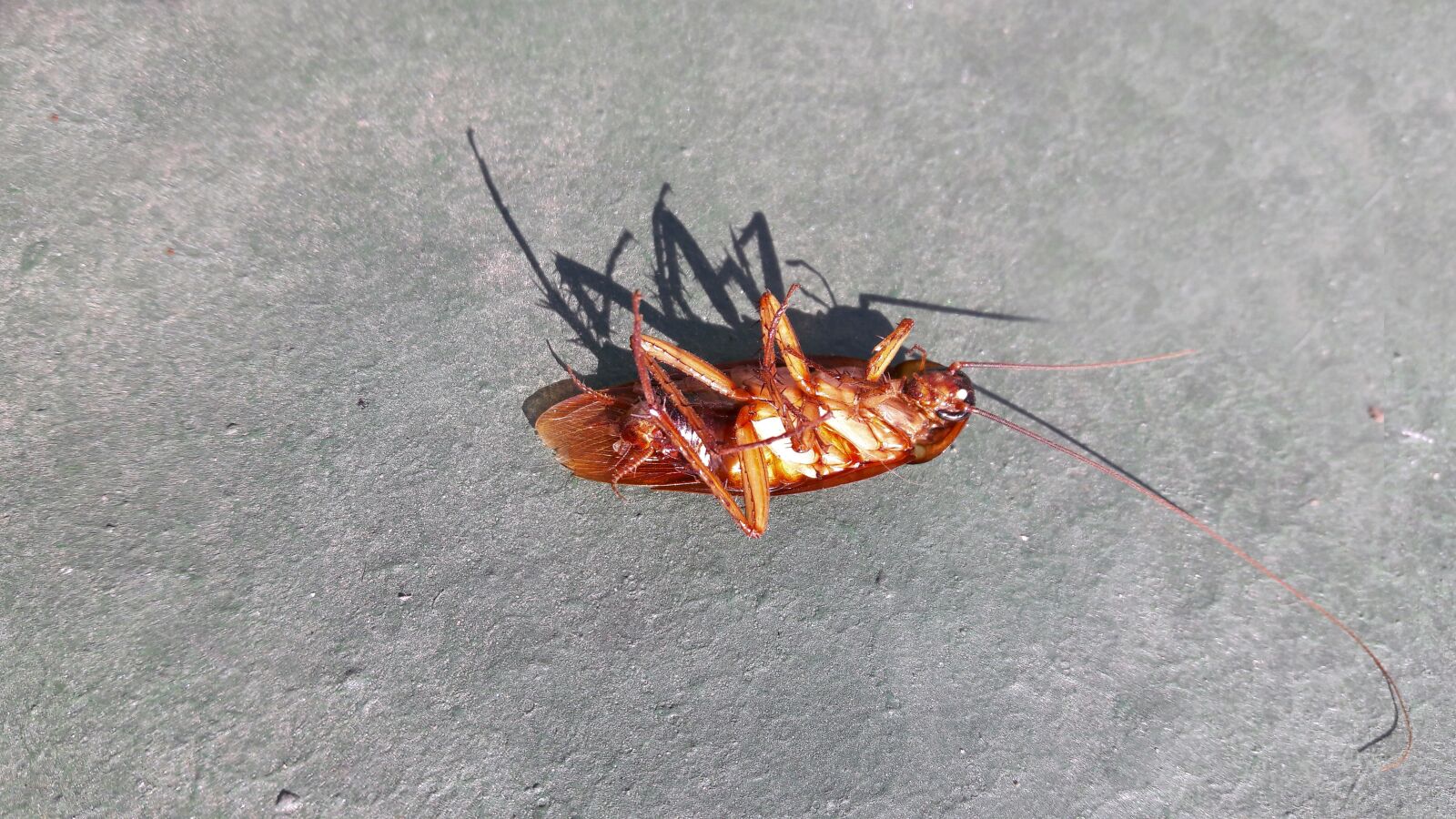 Samsung Galaxy J7 sample photo. Cockroach, insect, plague photography