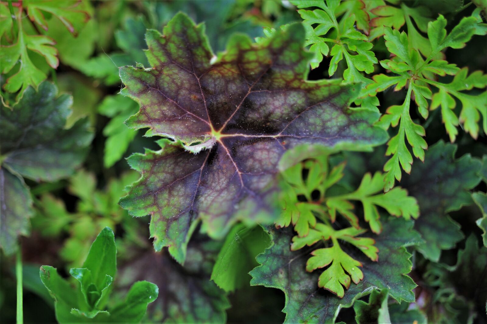 Canon EF-S 35mm F2.8 Macro IS STM sample photo. Small-flowered heuchera, coral bells photography
