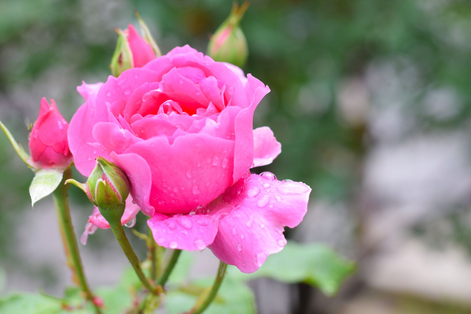 Nikon D3300 sample photo. Rose, flower, petal photography