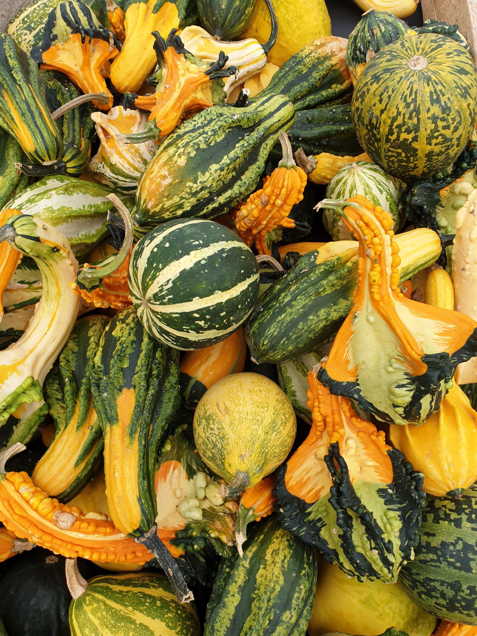 Samsung Galaxy S9 sample photo. Decorative squashes, autumn, colorful photography