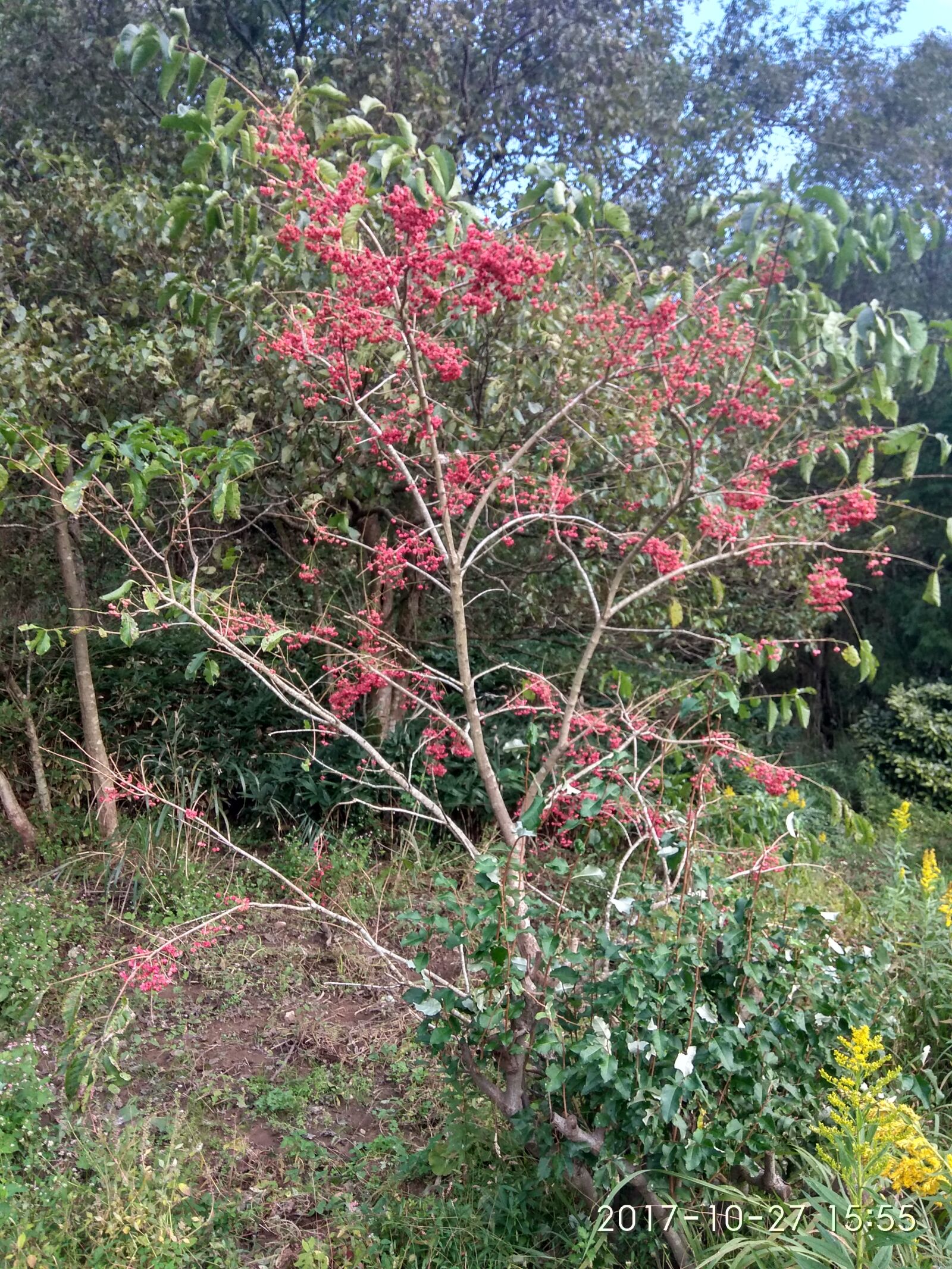 Xiaomi Redmi Note 4 sample photo