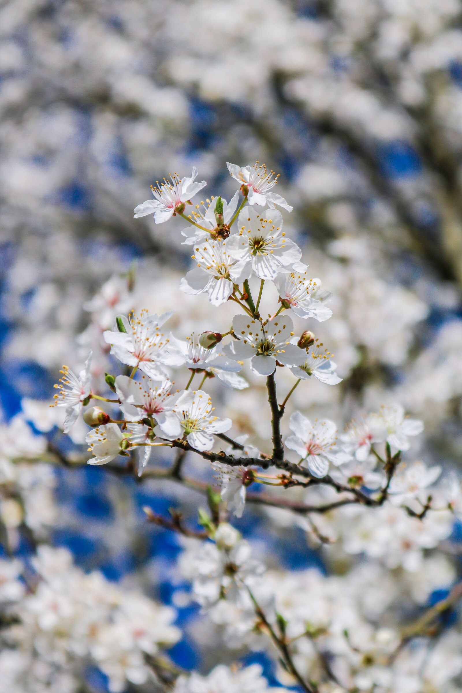Canon EOS 750D (EOS Rebel T6i / EOS Kiss X8i) sample photo. Flowers, mirabelle, spring photography