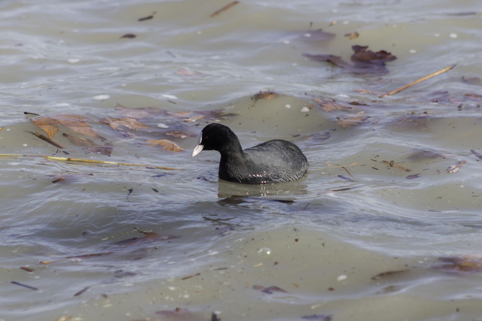Canon EF75-300mm f/4-5.6 sample photo. Coot, bird, water bird photography
