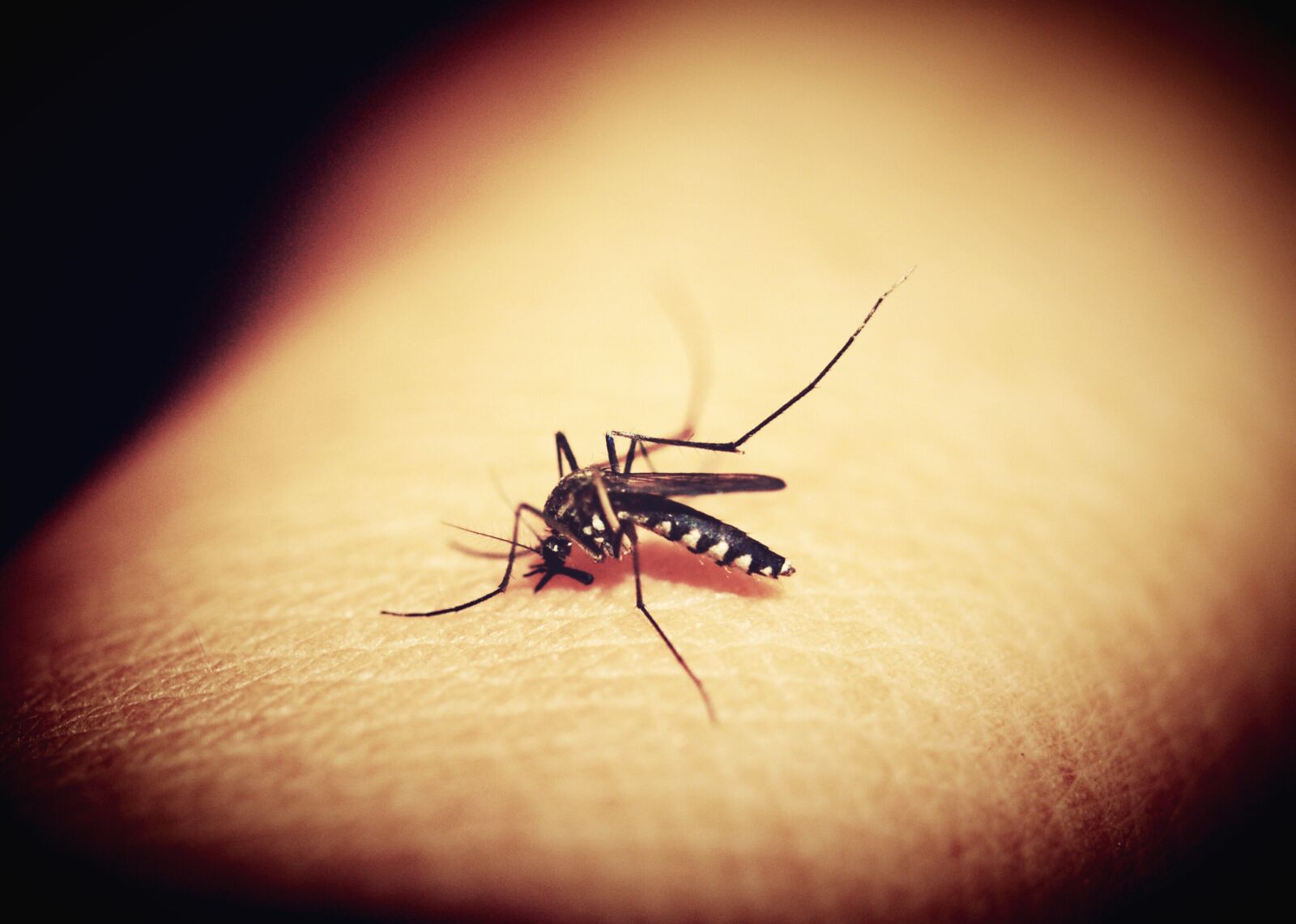 Olympus E-300 (EVOLT E-300) sample photo. Mosquitoe, mosquito, malaria photography