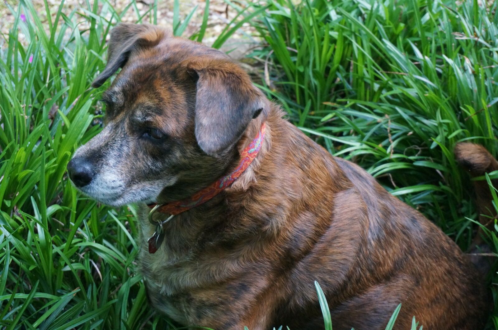 Sony Alpha NEX-5T sample photo. Dog, ginger, animals photography